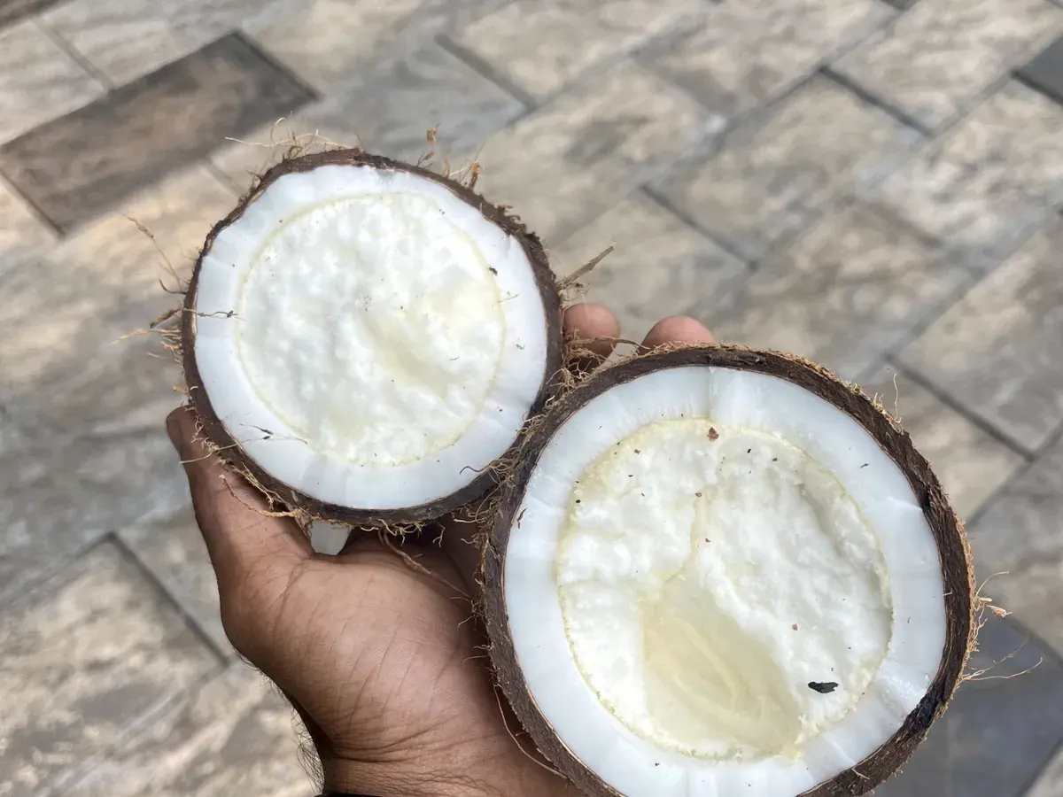 Dua belahan kelapa tua berdaging putih di telapak tangan