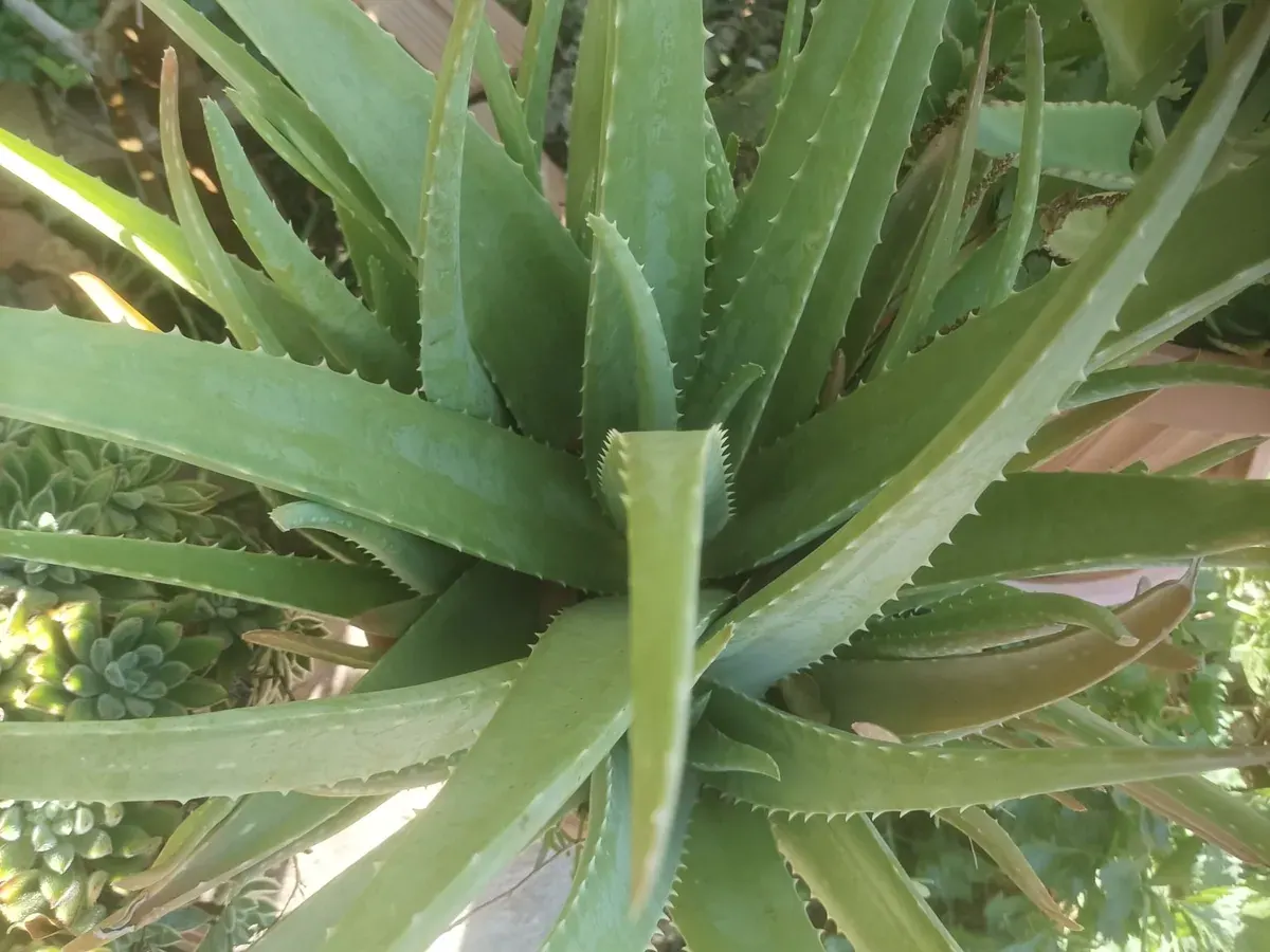 Tanaman lidah buaya dengan daun tebal berduri dilihat dari atas
