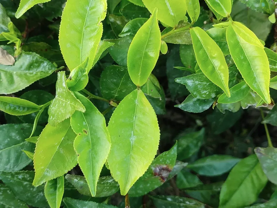 Pucuk daun teh hijau muda yang mengilap